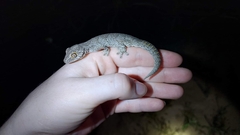 Strophurus strophurus