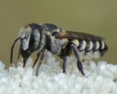 Megachile apicalis
