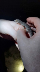 Strophurus strophurus