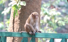 Macaca assamensis