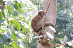 Macaca assamensis