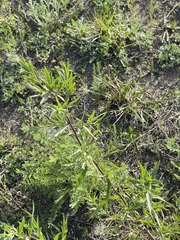 Persicaria angustifolia