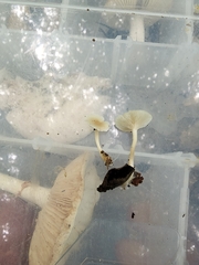 Clitocybe americana