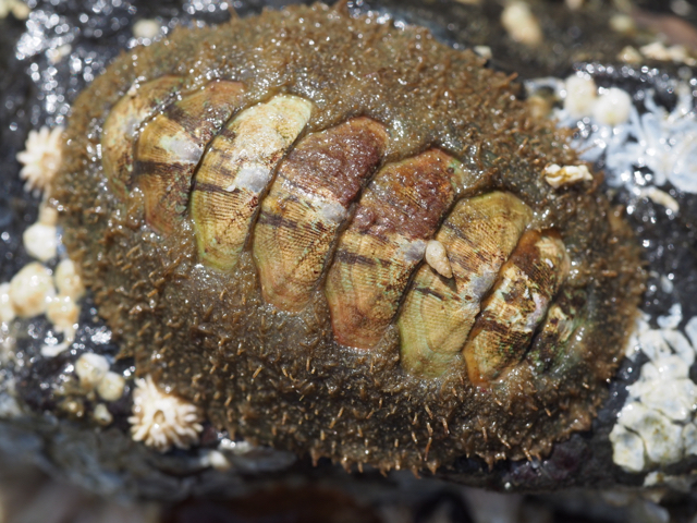 Northern Hairy Chiton