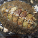 Northern Hairy Chiton - Photo (c) Wendy Feltham, some rights reserved (CC BY-NC), uploaded by Wendy Feltham