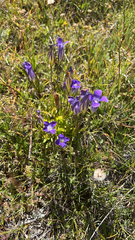 Gentianopsis holopetala