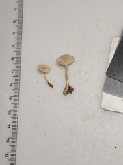 Clitocybe americana