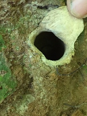 Cyclocosmia truncata