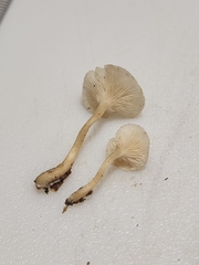Clitocybe americana