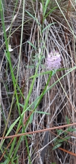 Polygala cruciata