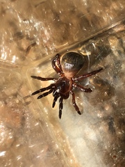 Cyclocosmia truncata