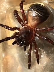 Cyclocosmia truncata