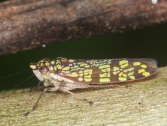 Paracrocampsa aulaeata