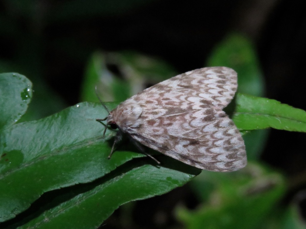 Lymantria cryptocloea
