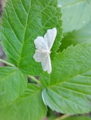 Idaea emarginata