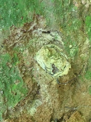 Cyclocosmia truncata