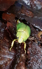 Chrysina colima
