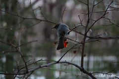 Hypsipetes amaurotis