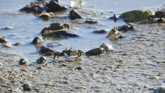 Macrophthalmus
