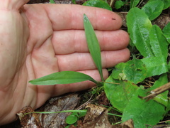 Spiranthes ochroleuca