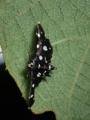 Bocchoris inspersalis