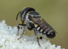 Megachile apicalis