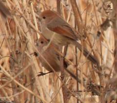 Sinosuthora webbiana