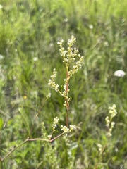 Persicaria angustifolia