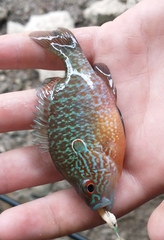 Lepomis megalotis × peltastes