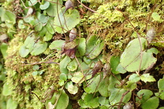 Corybas iridescens