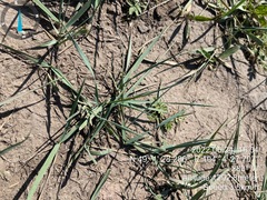 Leymus chinensis