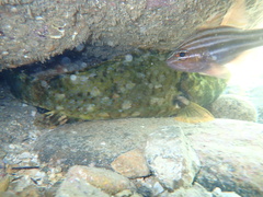 Leptoscarus vaigiensis