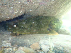 Leptoscarus vaigiensis