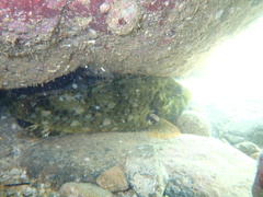 Leptoscarus vaigiensis