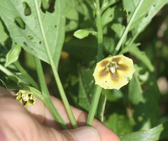 Physalis longifolia subglabrata