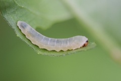 Empria