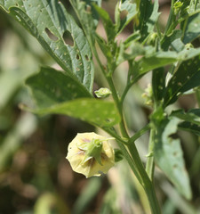 Physalis longifolia subglabrata
