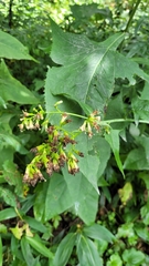 Hasteola robusta