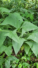 Hasteola robusta