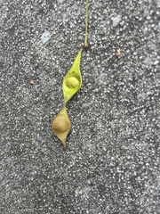 Hylodesmum pauciflorum