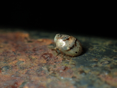 Hemisphaeriini