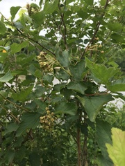 Physocarpus intermedius