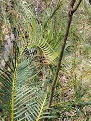Macrozamia spiralis