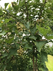 Physocarpus intermedius