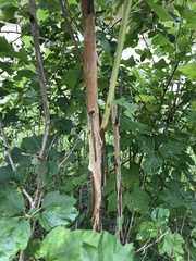 Physocarpus intermedius