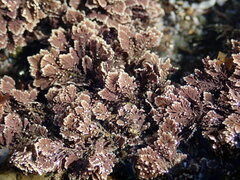 Arthrocardia corymbosa