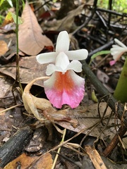 Boesenbergia