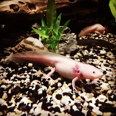 Ambystoma mexicanum