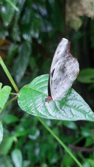 Catonephele acontius