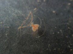 Proboscidactyla flavicirrata